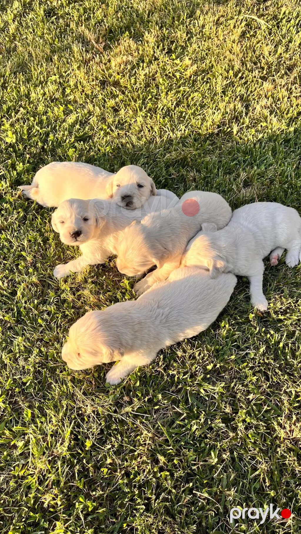 Retriever, 1 ay — Köpəklər, Gəncə (2)
