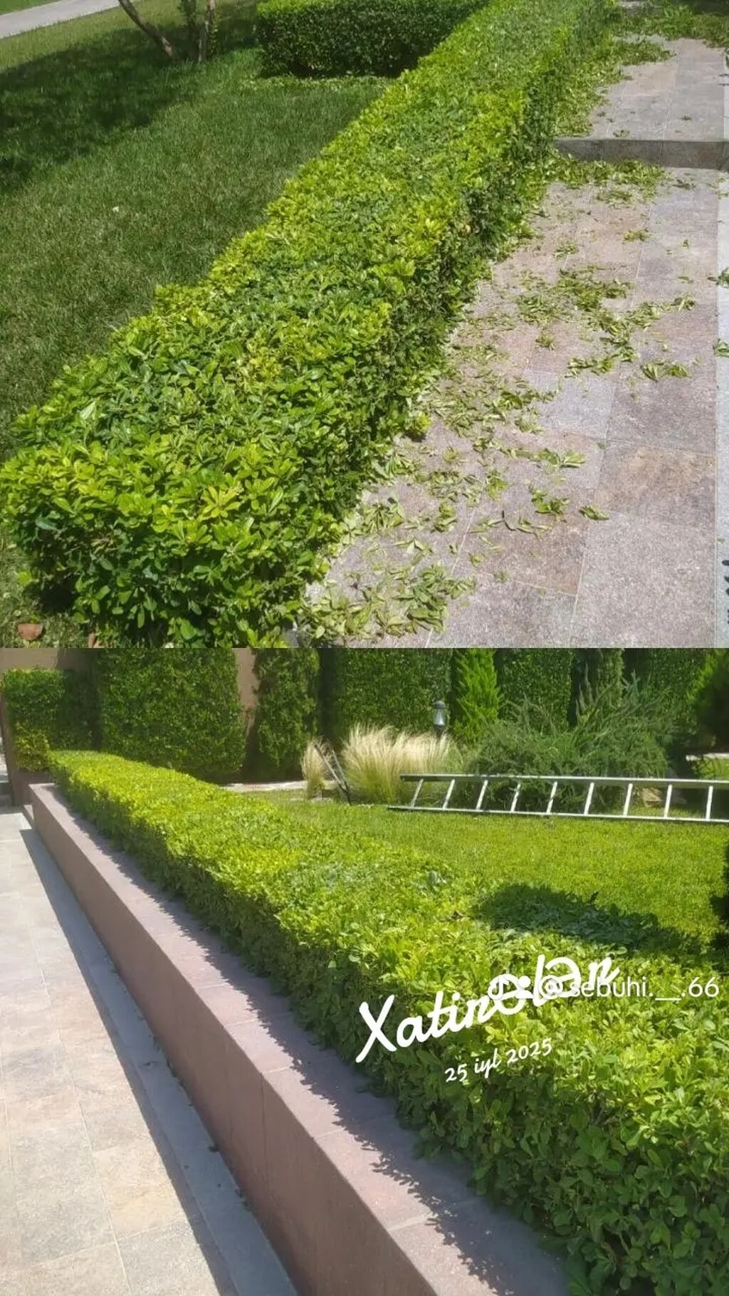 Peşəkar landşaft və yaşıllıq qulluq xidməti Ağac və kolların dekorativ — Landşaft işləri, Bakı (2)