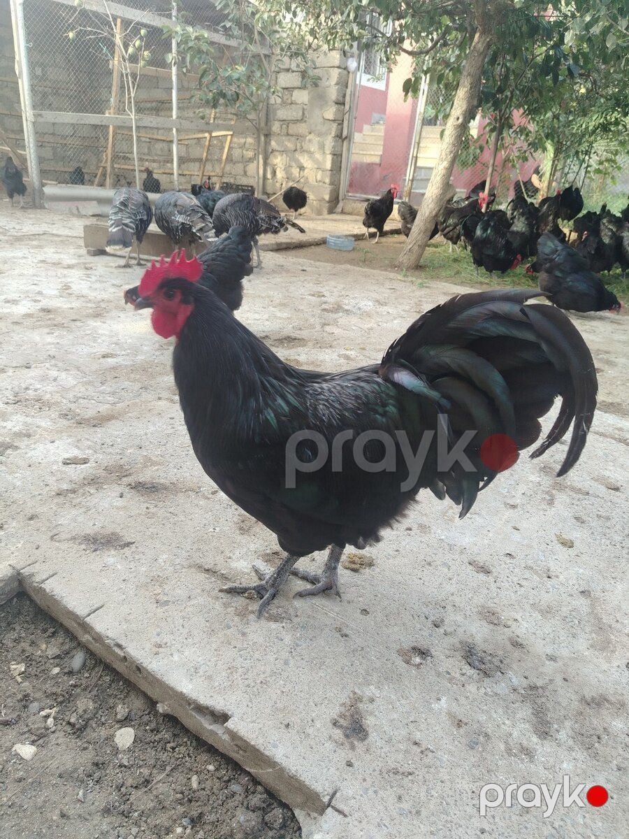 Avstralorp xoruzu — Quşlar, Bakı (4)
