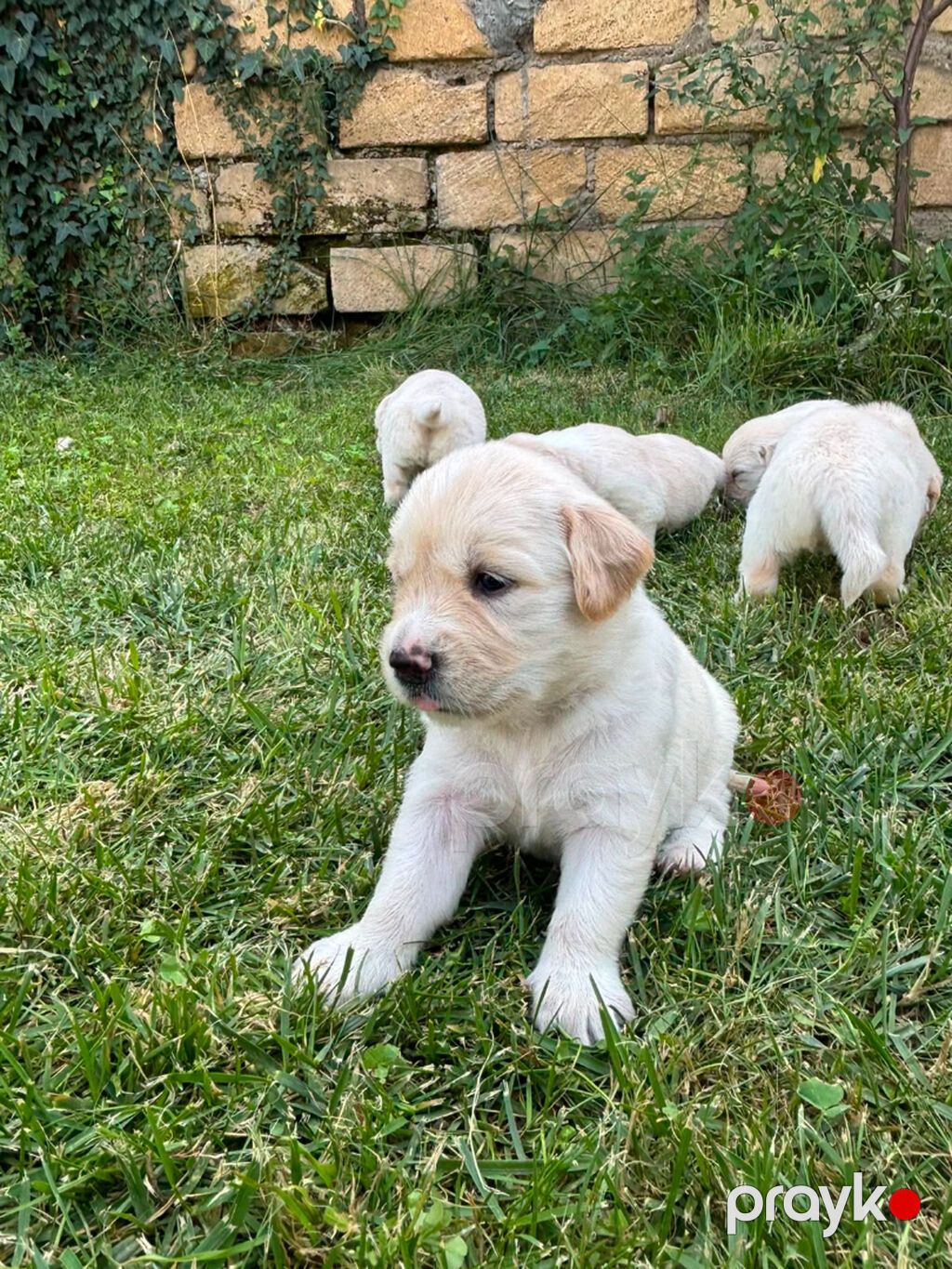 Retriever, 1 ay — Köpəklər, Gəncə (8)