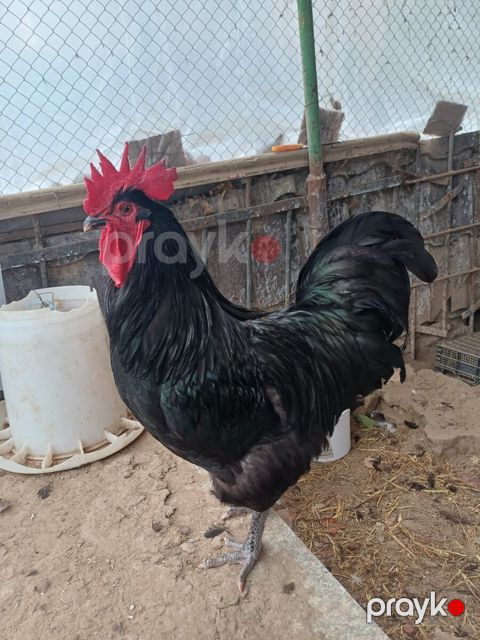 Mayalı avstralorp toyuğu yumurtası — Bakı