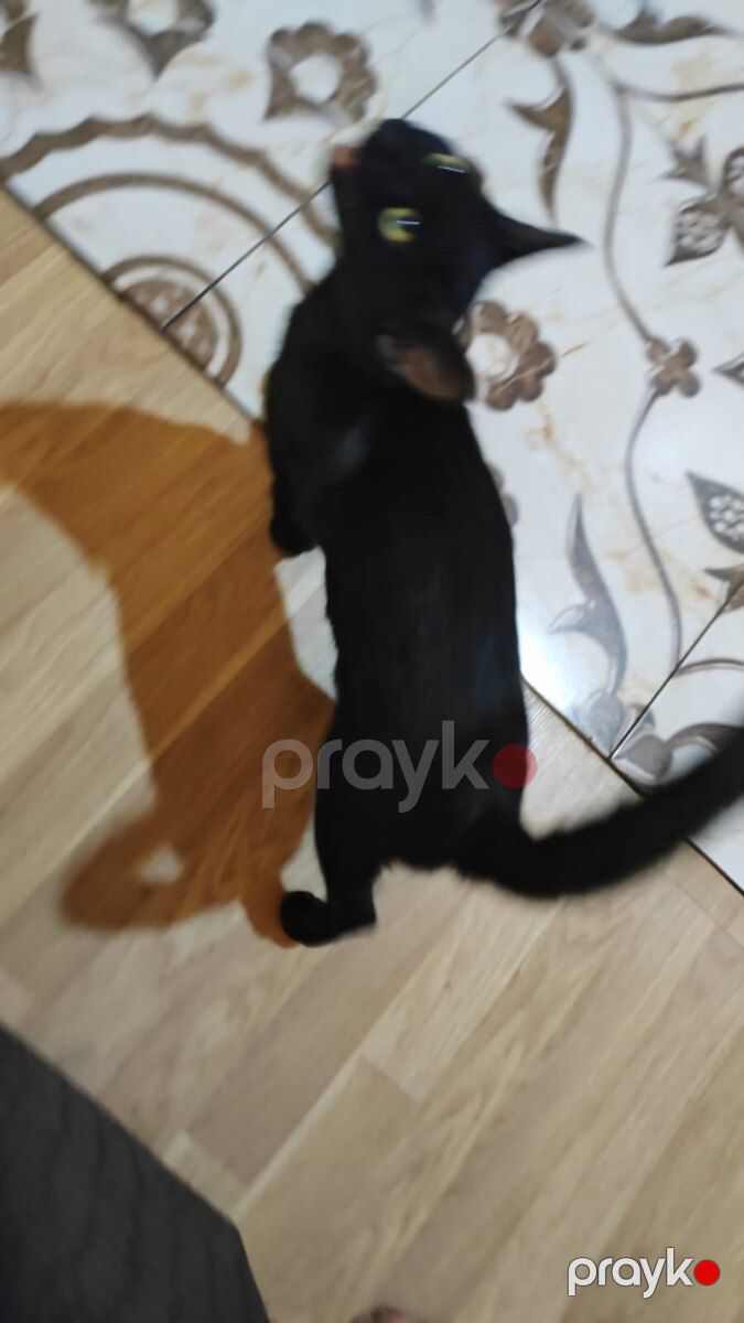 Avropa pişiyi — Pişiklər, Bakı (4)