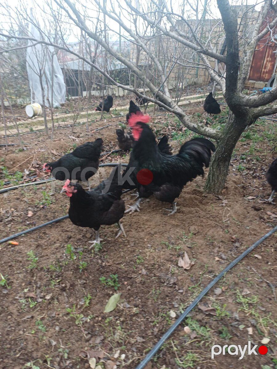 Mayalı avstralorp toyuğu yumurtası — Quşlar, Bakı (3)
