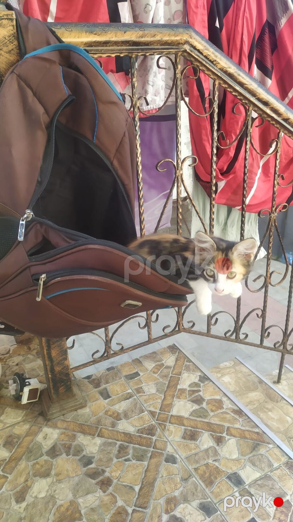 Dişi, Ünvandan götürmə — Pişiklər, Bakı (8)