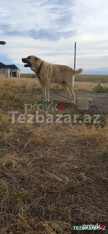 Çoban iti — Pişiklər, Qazax (5)
