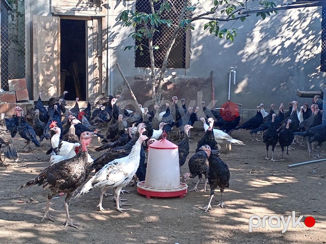 Hinduşkalar — Quşlar, Bakı (8)