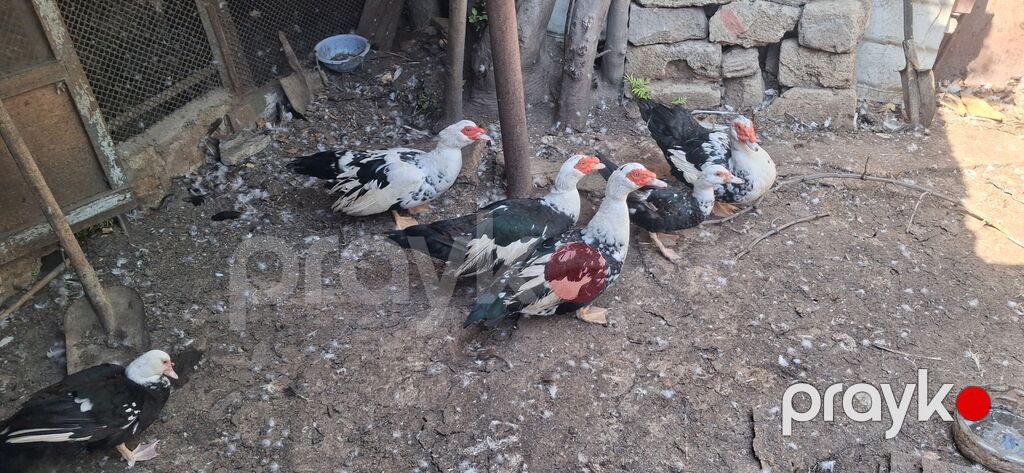Musk ördəkləri (indoutka) – qara-ağ ləkəli rəngdə sürü 15-20man — Digərləri, Bakı (2)