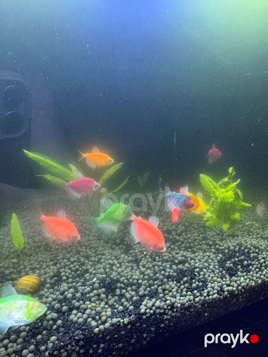 Akvarium TV stendi — Akvariumlar və balıqlar, Bakı (3)