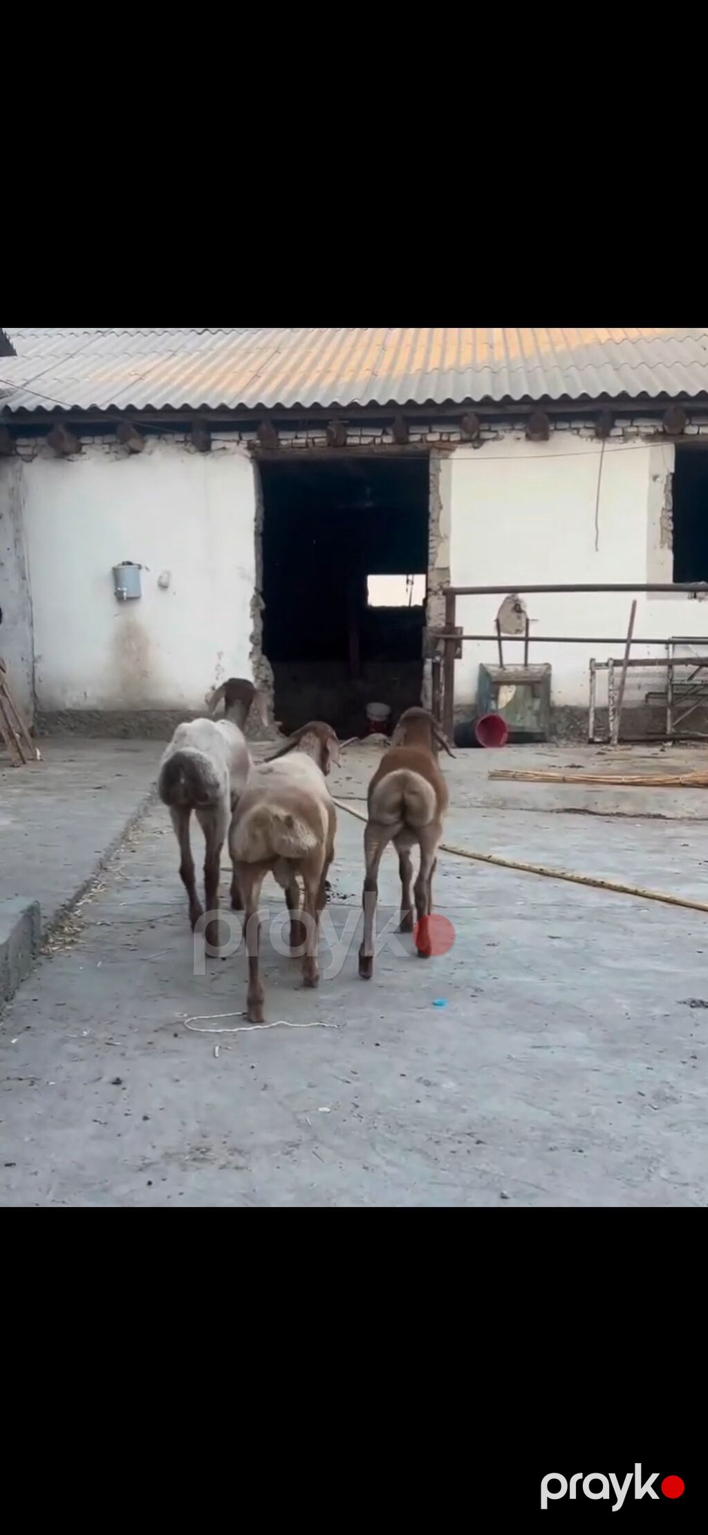 Qoyun – 3 baş, quyruqlu (yağlı quyruq) cins - Say: 3 baş gənc qoyun — Kənd təsərrüfatı heyvanları, Zaqatala (2)