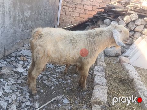 Salam Damazlıq Hələb 1 il 8 aylığ — Digah