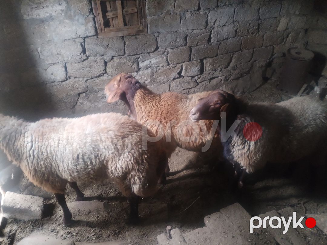 Qoçlar — Kənd təsərrüfatı heyvanları, Bakı (4)