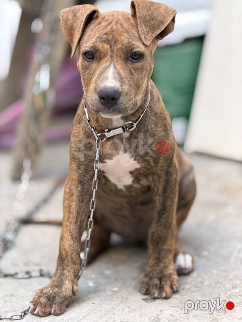 Pitbul, 2 ay, Dişi, Peyvəndli — Bakı