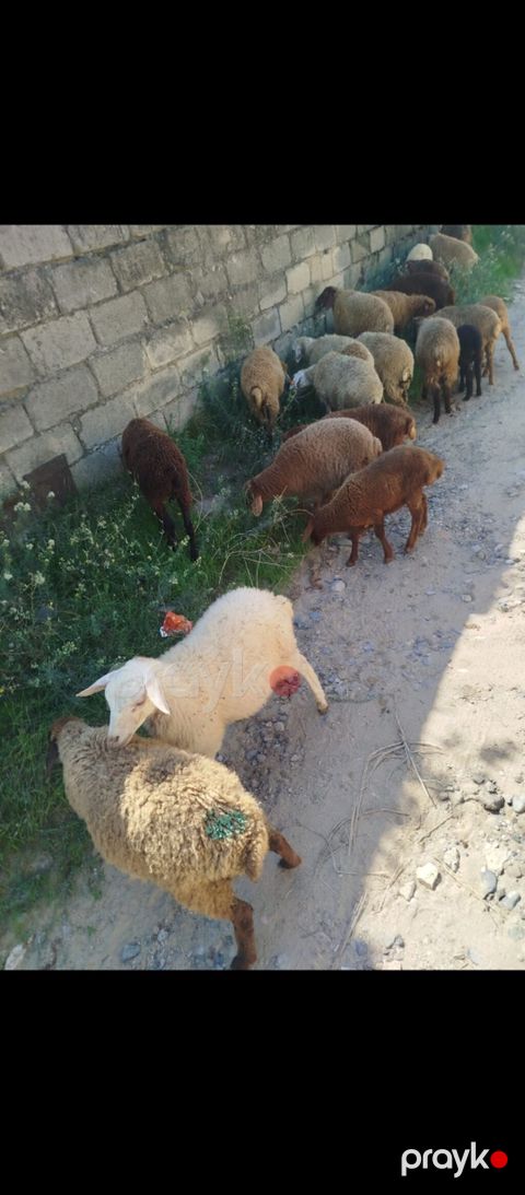 21 dene quzu satılır erkeydi, dişili, qarışıqdır qiyməti 185 manat — Digah
