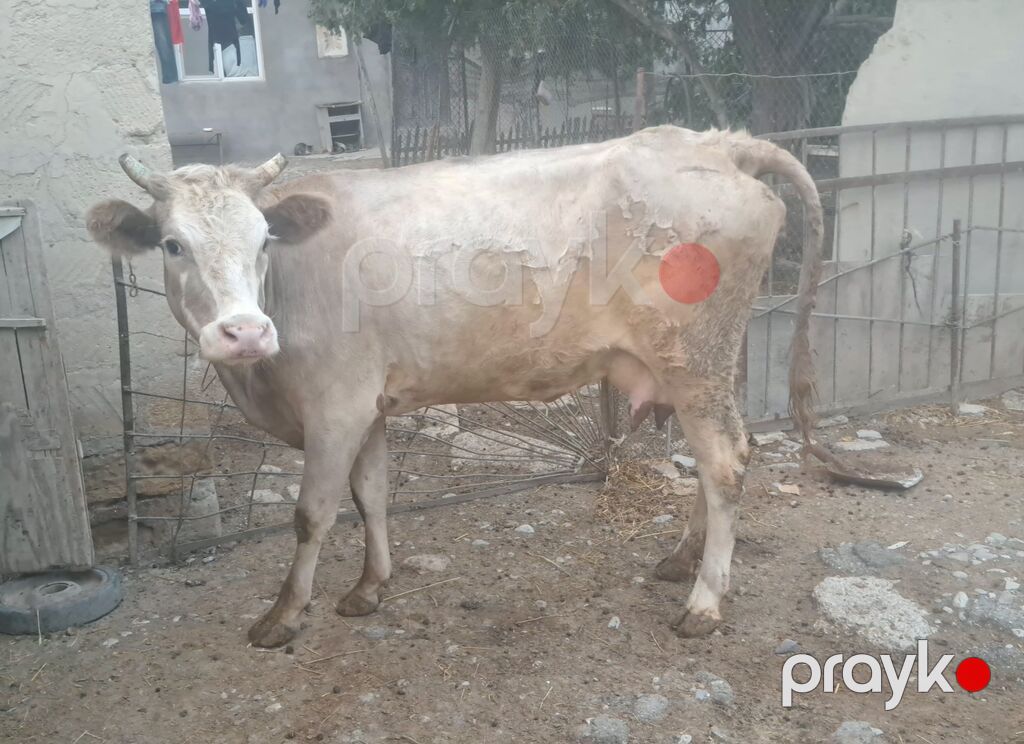 Yanı balalı maldı qapımın malıdı yanında dişi balası 2 aydı da kəlyə — Kənd təsərrüfatı heyvanları, Sumqayıt (4)