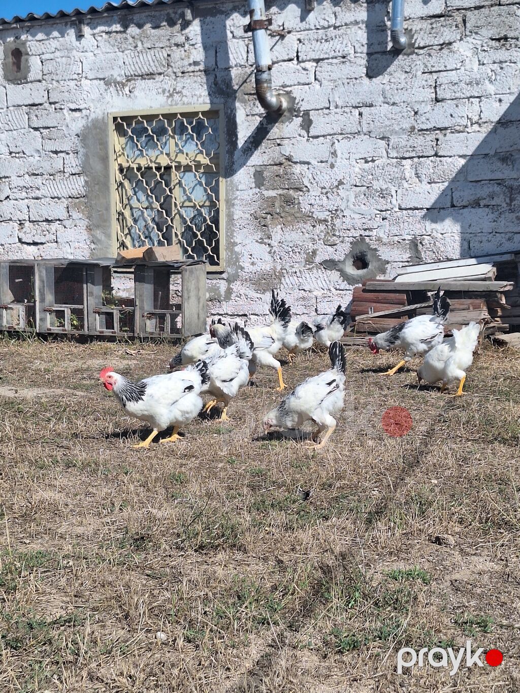 Toyuq, Damazlıq — Toyuq və xoruz, Bakı (2)