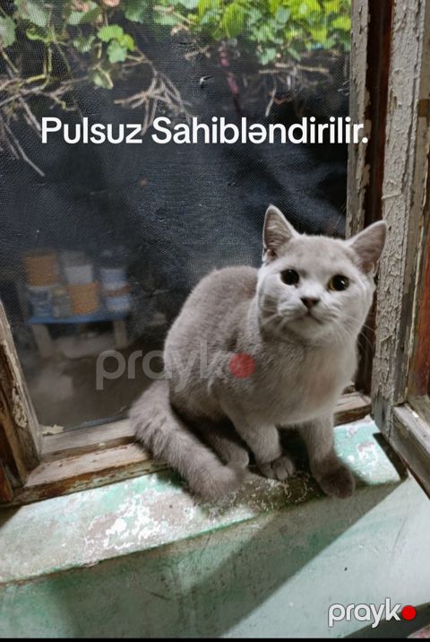Şotland — Bakı