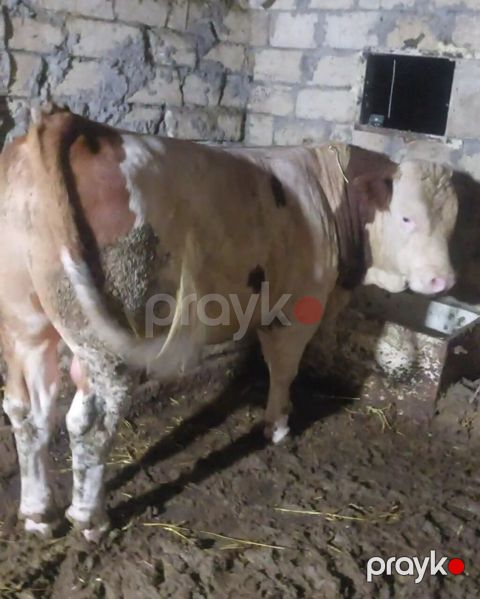 Salam 15 ayligdi temiz qan simental erkey kesimede yararlidi — Şamaxı