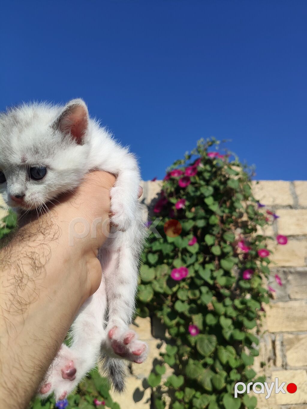 Şinşilla, Yaxşı əllərə, Ödənişli çatdırılma — Pişiklər, Mingəçevir (2)