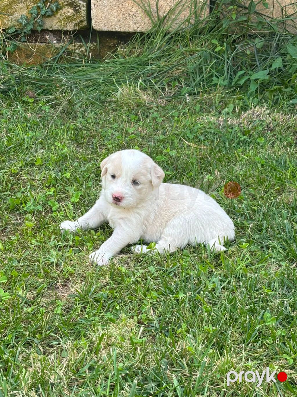 Retriever, 1 ay — Köpəklər, Gəncə (9)
