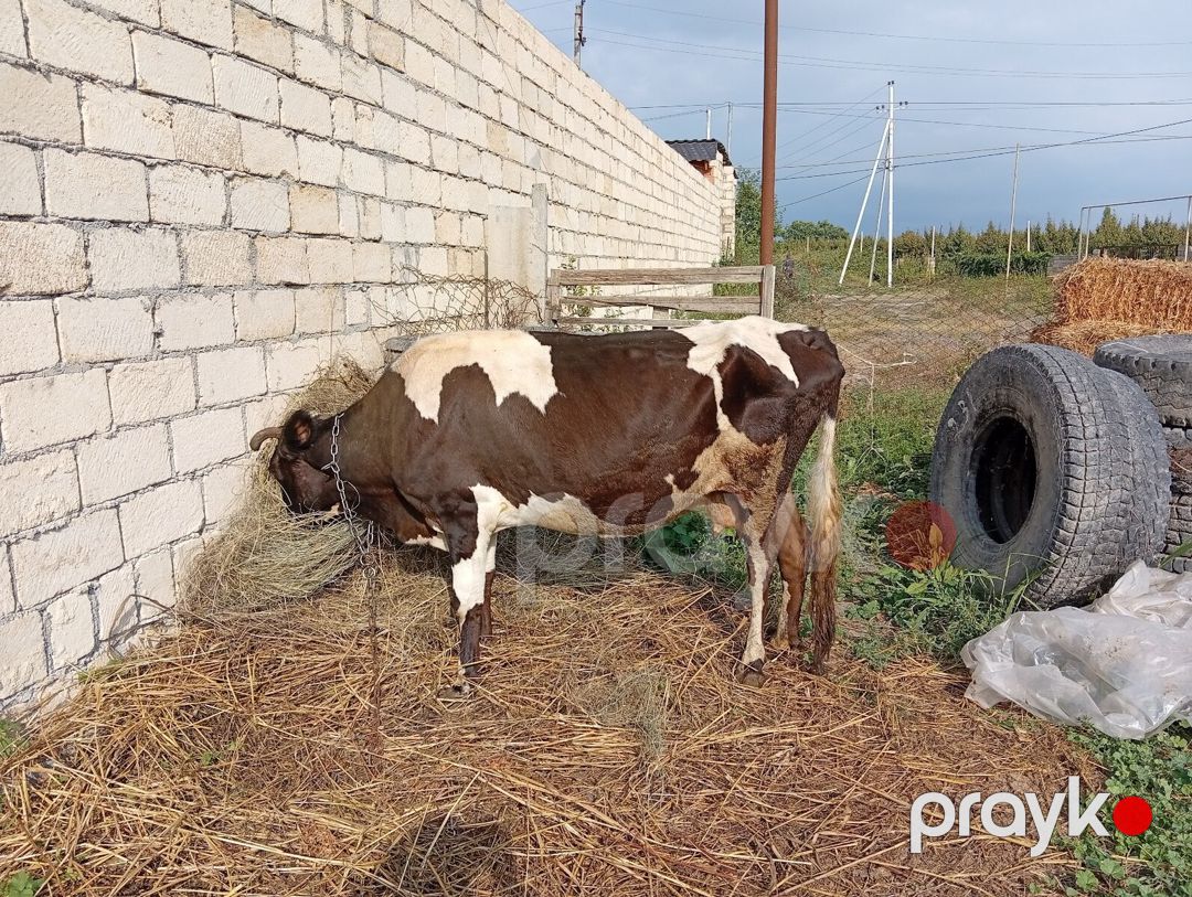 İnək — Kənd təsərrüfatı heyvanları, Xaçmaz (5)