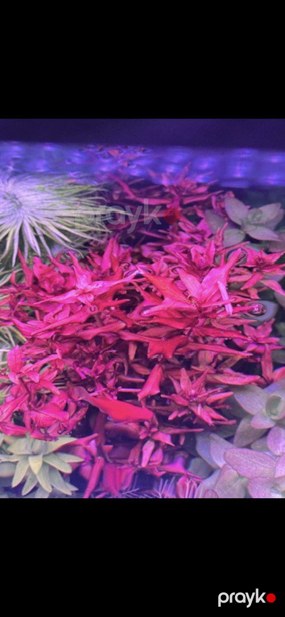 Akvarium bitkiləri — Akvariumlar və balıqlar, Bakı (12)