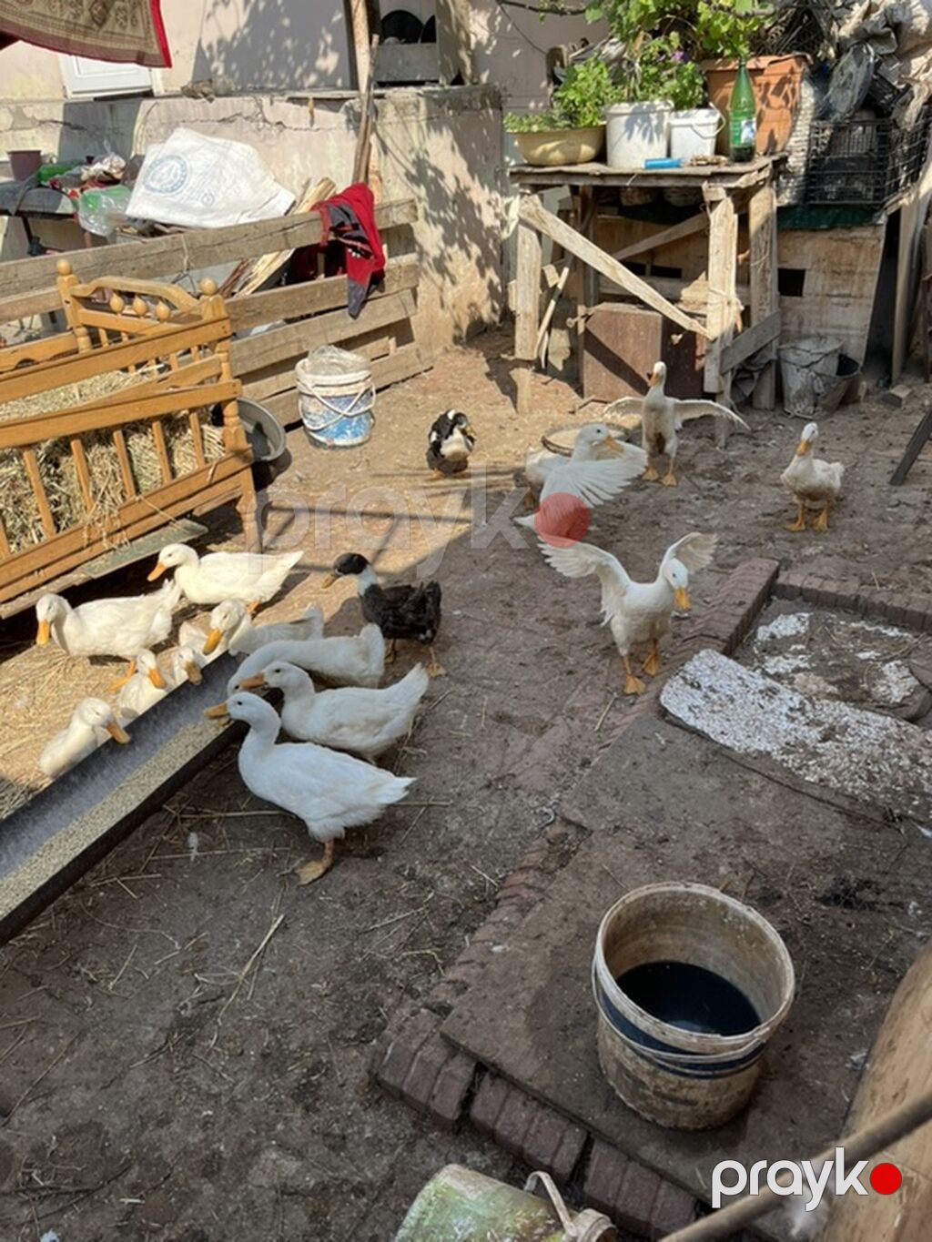 Sağlam sap sarı yağdılar ən ucuz mən qoymuşam yerim yoxdu xoruzlu — Digərləri, Masazır (2)