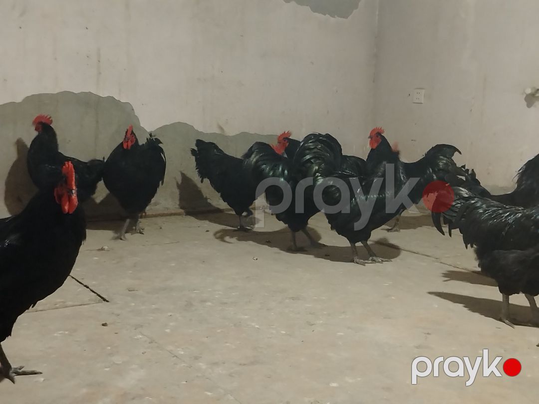 Avstralorp xoruzu — Quşlar, Bakı (6)