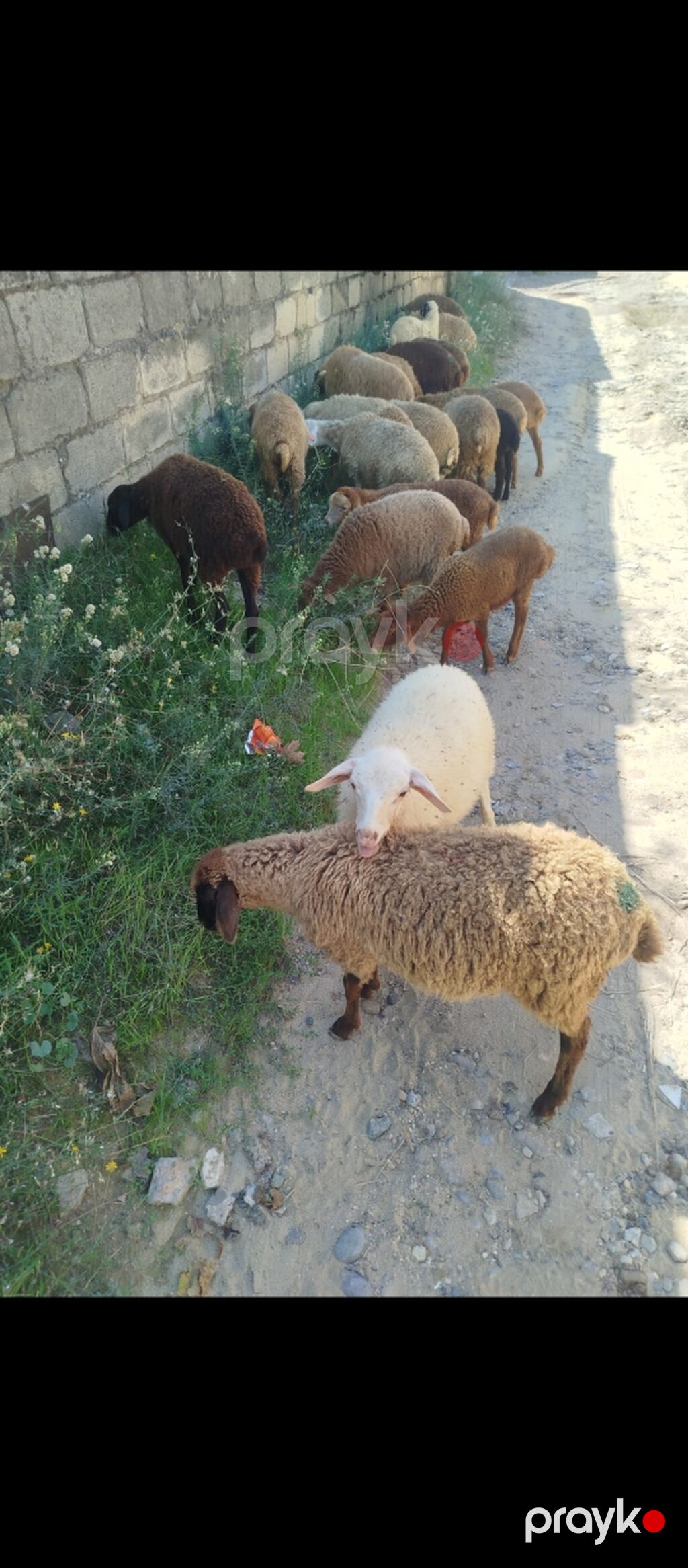 21 dene quzu satılır erkeydi, dişili, qarışıqdır qiyməti 185 manat — Kənd təsərrüfatı heyvanları, Digah (2)