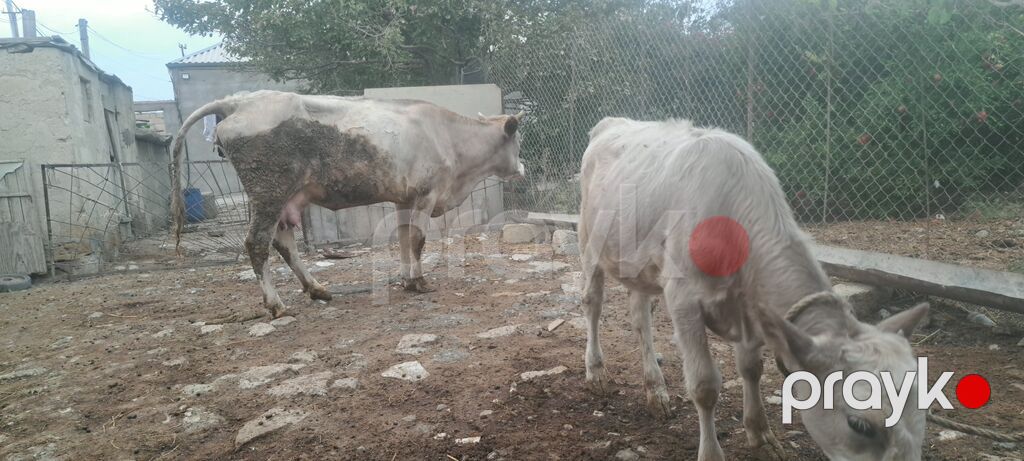 Heyvan qapımın heyvanıdı 8 -9 litr süd verir yanında dişi balası 2 ay — Kənd təsərrüfatı heyvanları, Sumqayıt (8)