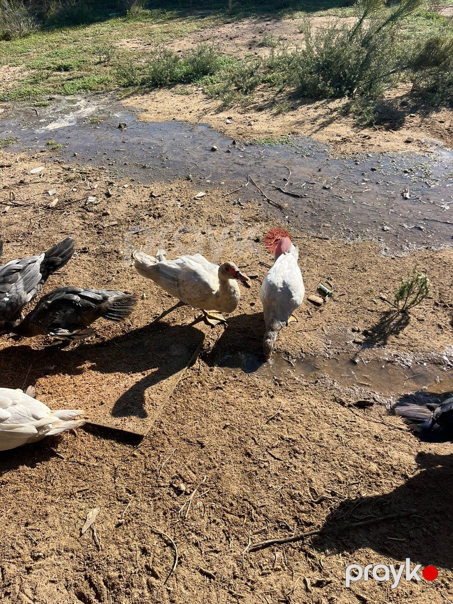 Ördəklər — Quşlar, Bakı (2)