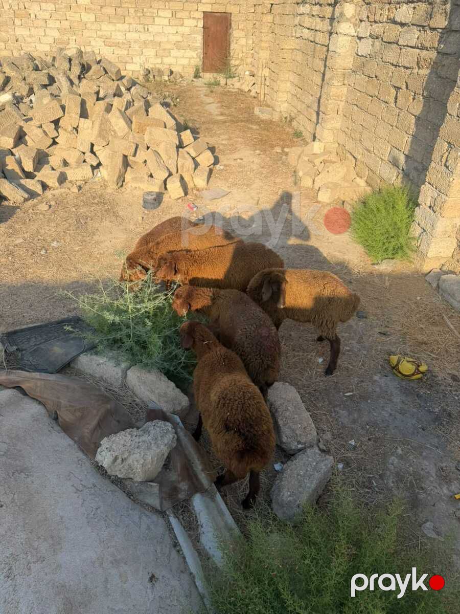 Quzular — Kənd təsərrüfatı heyvanları, Bakı (6)