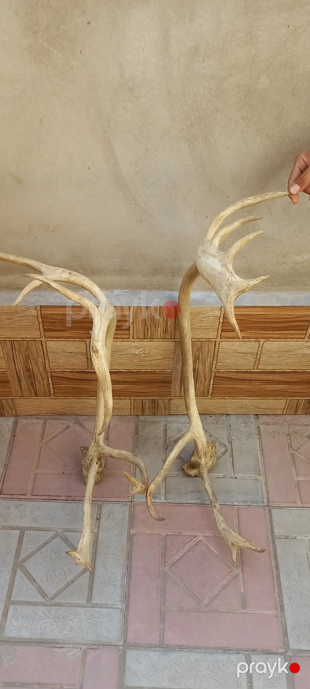 Məhsul: Təbii maral buynuzları (cüt) Təsvir:25 ildir bizdedir — Digər, Bakı (3)