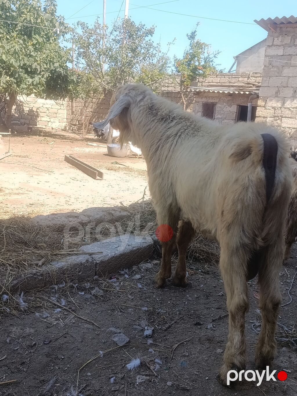 Salam Damazlıq Hələb 1 il 8 aylığ — Kənd təsərrüfatı heyvanları, Digah (4)