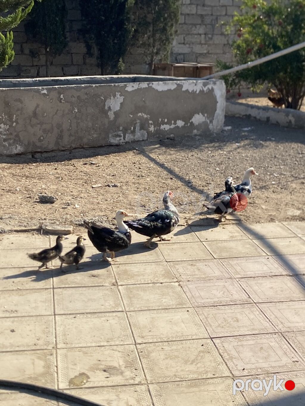 Tam saglam heyvanlardı 1 erkek 3 disi 2 denede balası var real alıcıya — Digərləri, Digah (4)