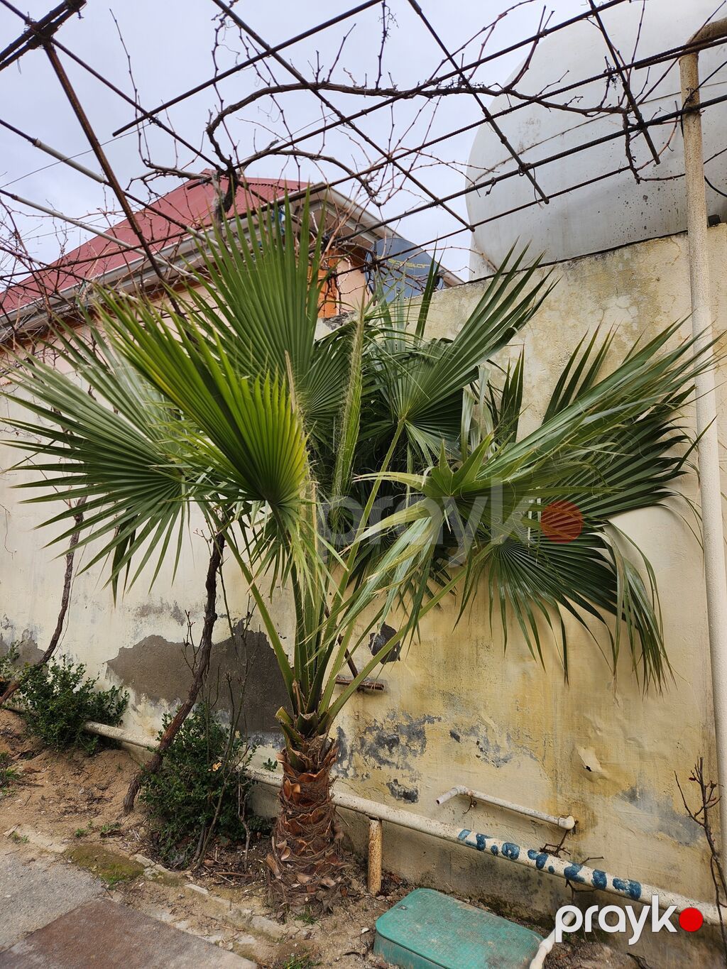 3 ədədi-600azn Məhsul: Dekorativ xurmalı palma (fan formalı — Ağaclar və fidan, Digah (3)