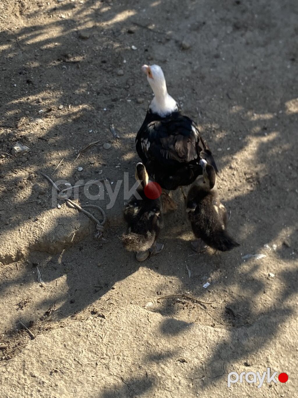 Tam saglam heyvanlardı 1 erkek 3 disi 2 denede balası var real alıcıya — Digərləri, Digah (2)