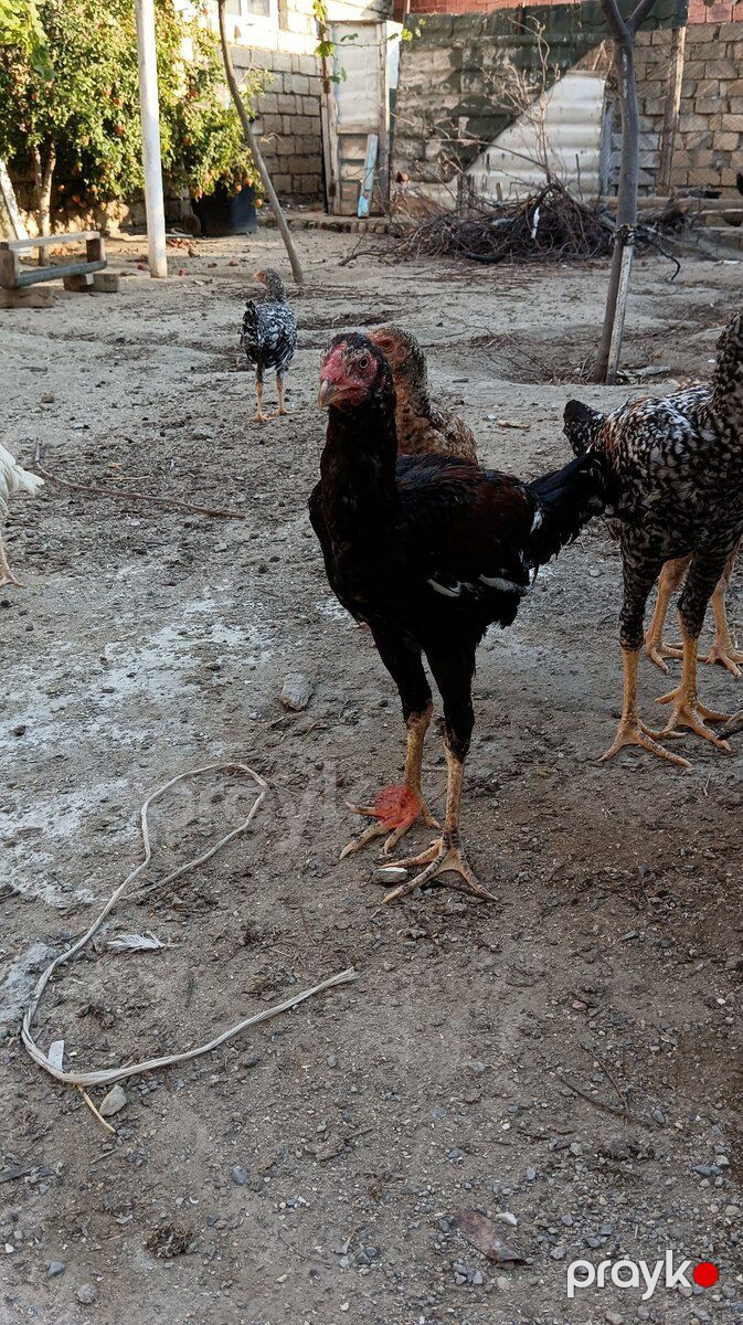Heyratılar — Quşlar, Sumqayıt (12)