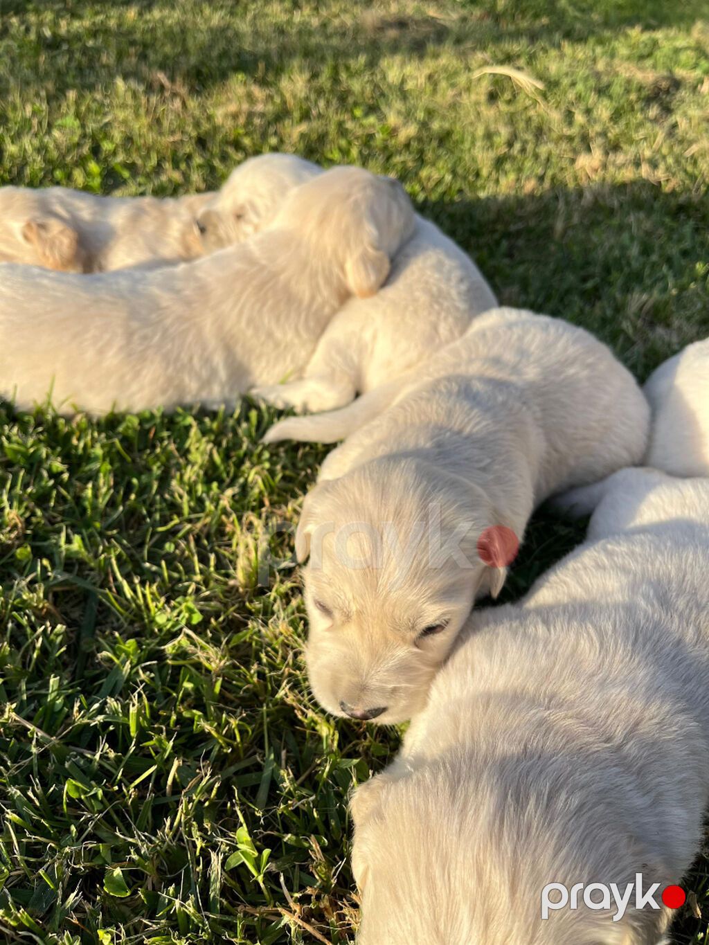 Retriever, 1 ay — Köpəklər, Gəncə (5)