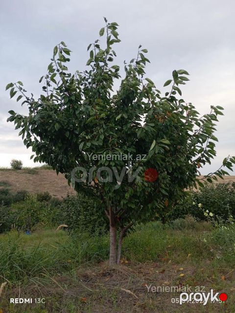 Satılır Torpaq sahəsi, 100 sot, Qusar — Qusar
