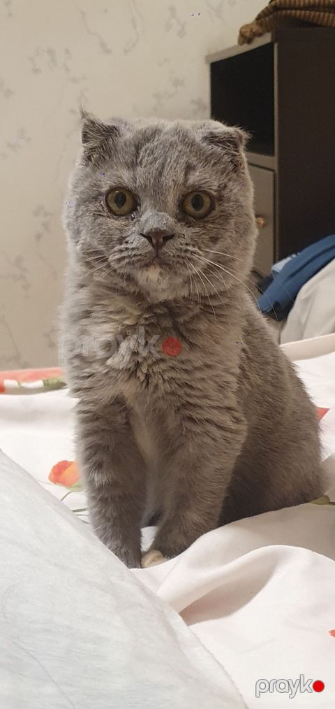 Şotland yastı qulaq — Masazır