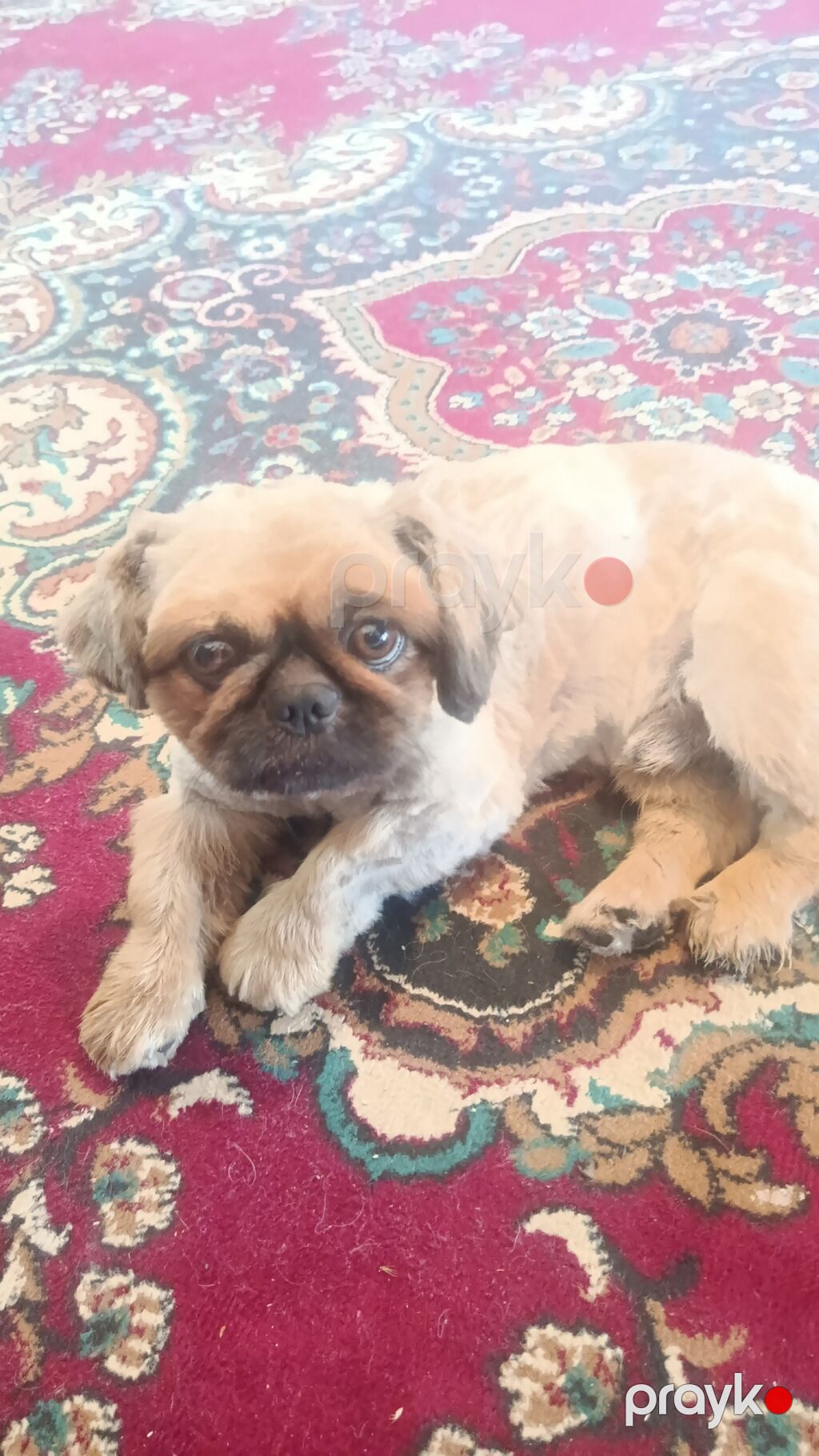 Pekines, 2 il, Erkək, Peyvəndli, Ünvandan götürmə, Ödənişli çatdırılma — Köpəklər, Bakı (2)
