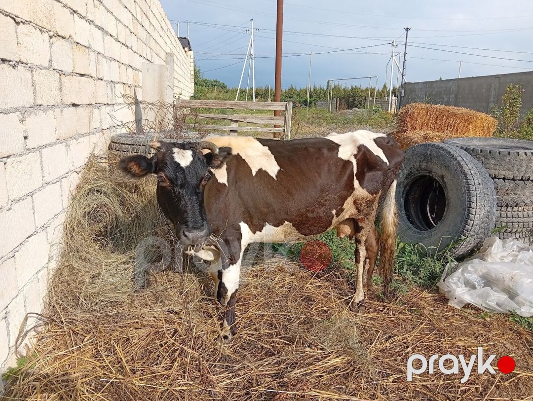 İnək — Kənd təsərrüfatı heyvanları, Xaçmaz (4)