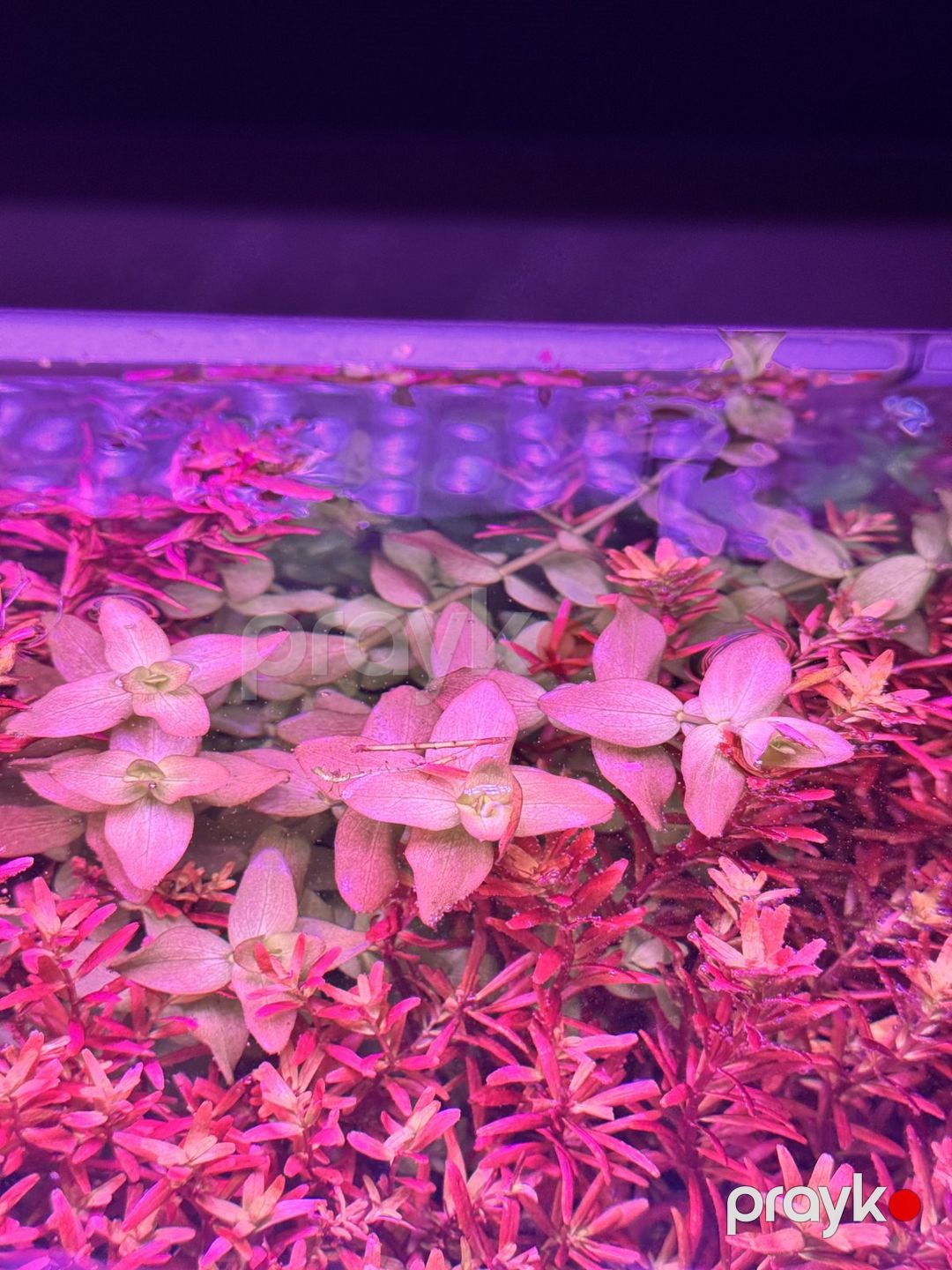 Akvarium bitkiləri — Akvariumlar və balıqlar, Bakı (3)