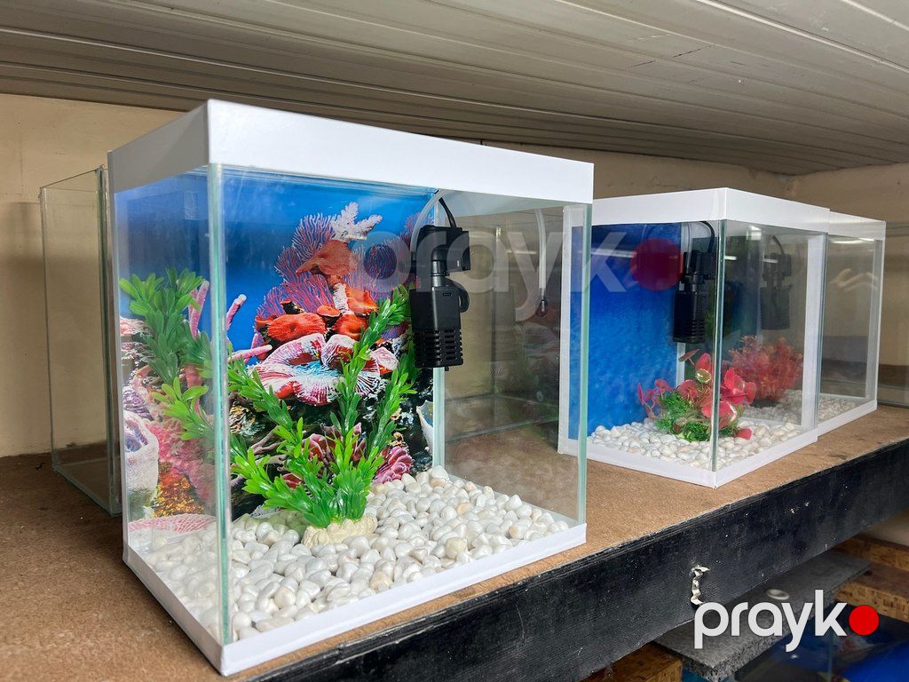 Akvarium — Akvariumlar və balıqlar, Bakı (2)