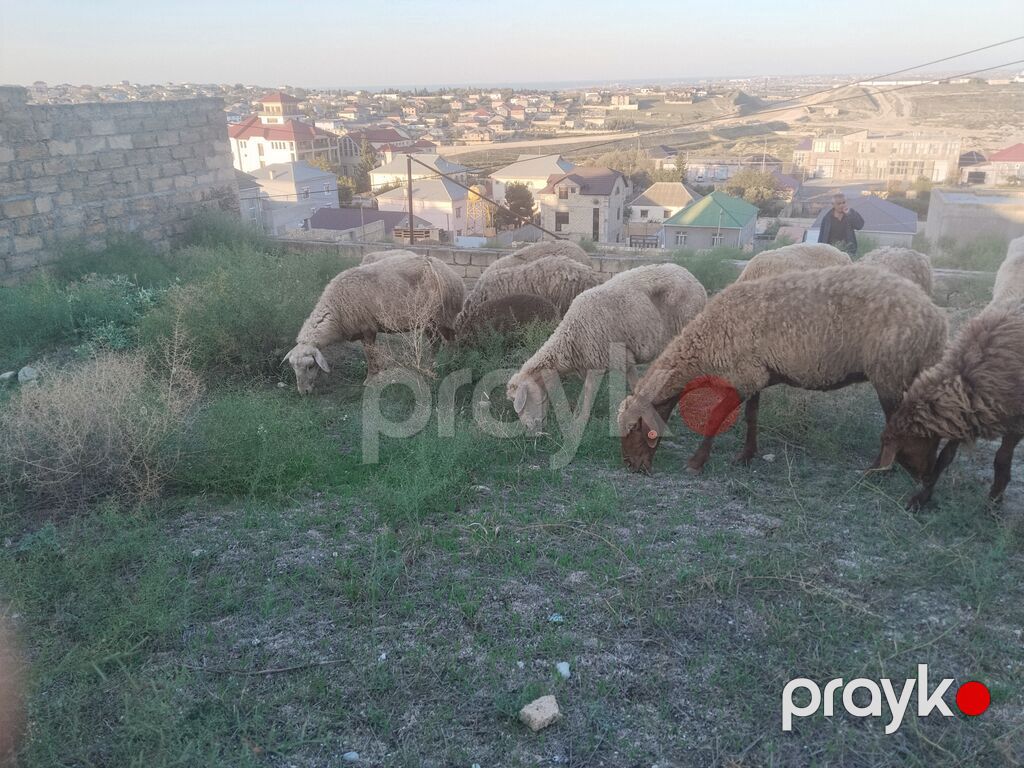 Salam tam saglam heyvanlar satilir 23 qoyun 6 quzu 1 qoc obsiy 30 — Kənd təsərrüfatı heyvanları, Fatmayı (3)