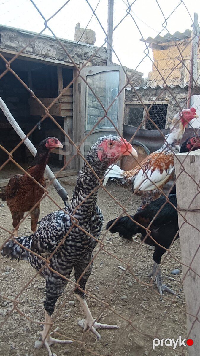 Heyratılar — Quşlar, Sumqayıt (4)