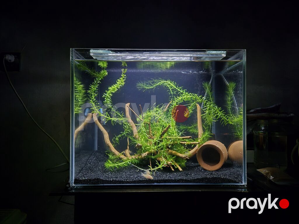 Dördbucaq akvarium, 60 l — Akvariumlar və balıqlar, Bakı (3)
