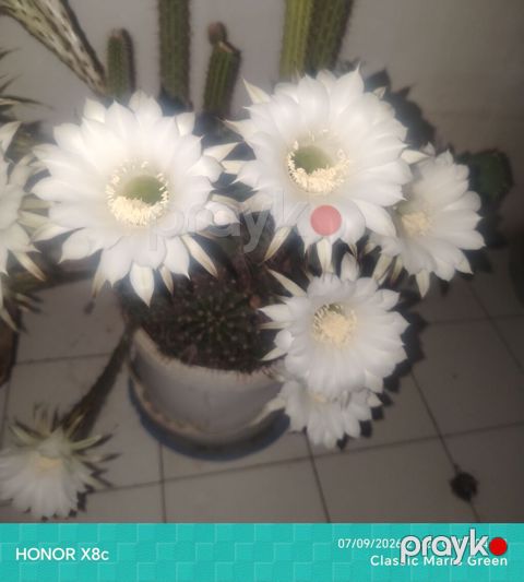 İki fərqli kaktus biryerdə satılır. Ağ çiçəkli kaktus (Echinopsis) — Digah