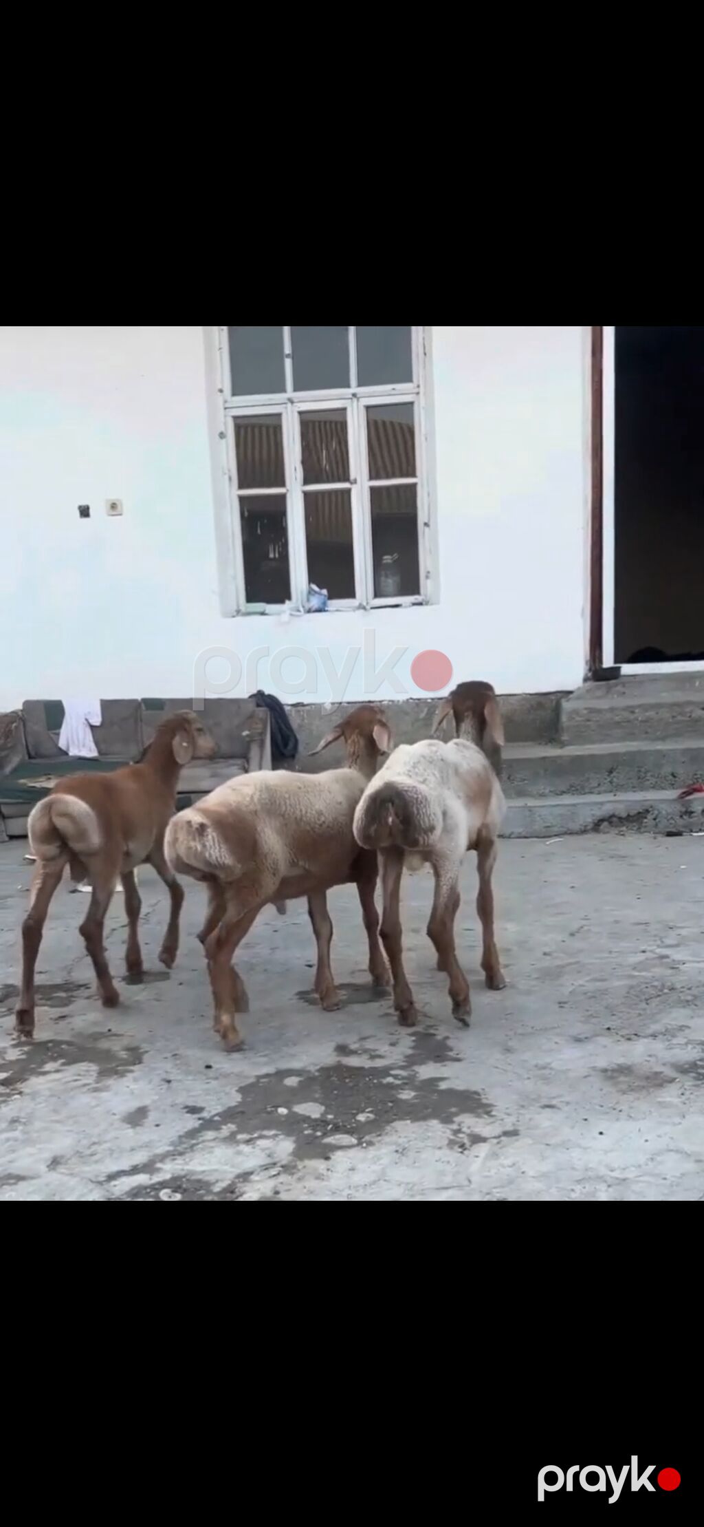 Qoyun – 3 baş, quyruqlu (yağlı quyruq) cins - Say: 3 baş gənc qoyun — Kənd təsərrüfatı heyvanları, Zaqatala (8)