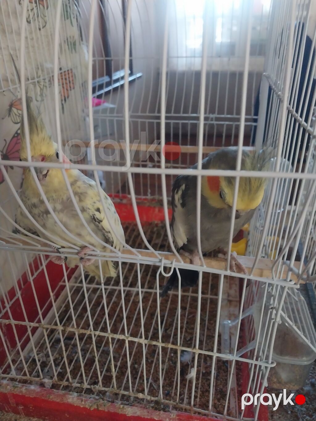 Korellalar qəfəslə birlikdə satılır, 3 ədəddir 2 erkəy 1 dişi, ikisi — Tutyun papağayı, Digah (4)